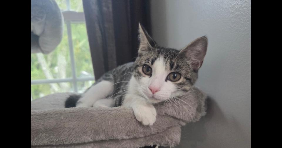 Enlarge Raptor, a Adoptable Domestic Short Hair in Henrico, VA image 2/6