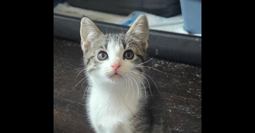 Enlarge Raptor, a Adoptable Domestic Short Hair in Henrico, VA image 4/6