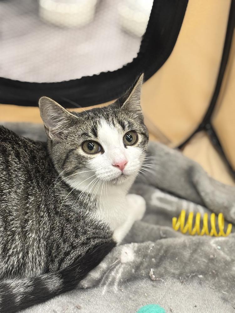 Enlarge Raptor, a Adoptable Domestic Short Hair in Henrico, VA image 5/6