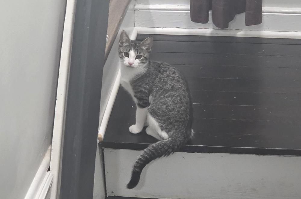 Enlarge Raptor, a Adoptable Domestic Short Hair in Henrico, VA image 6/6