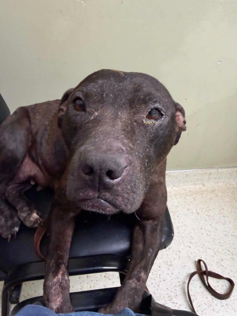 Love (was Gardenia), Adoptable, Adult Female Terrier.
