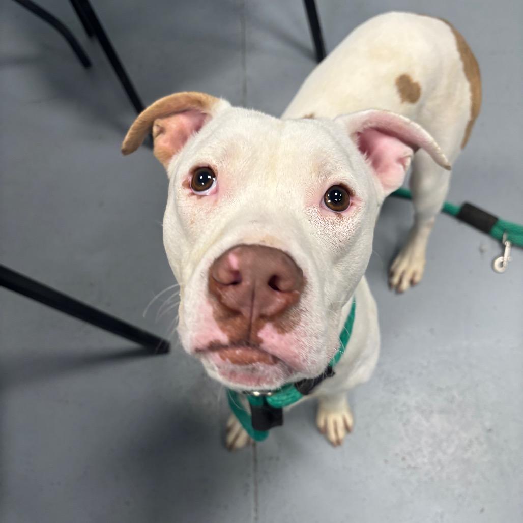 Jonsey, Adoptable, Adult Male Mixed Breed.