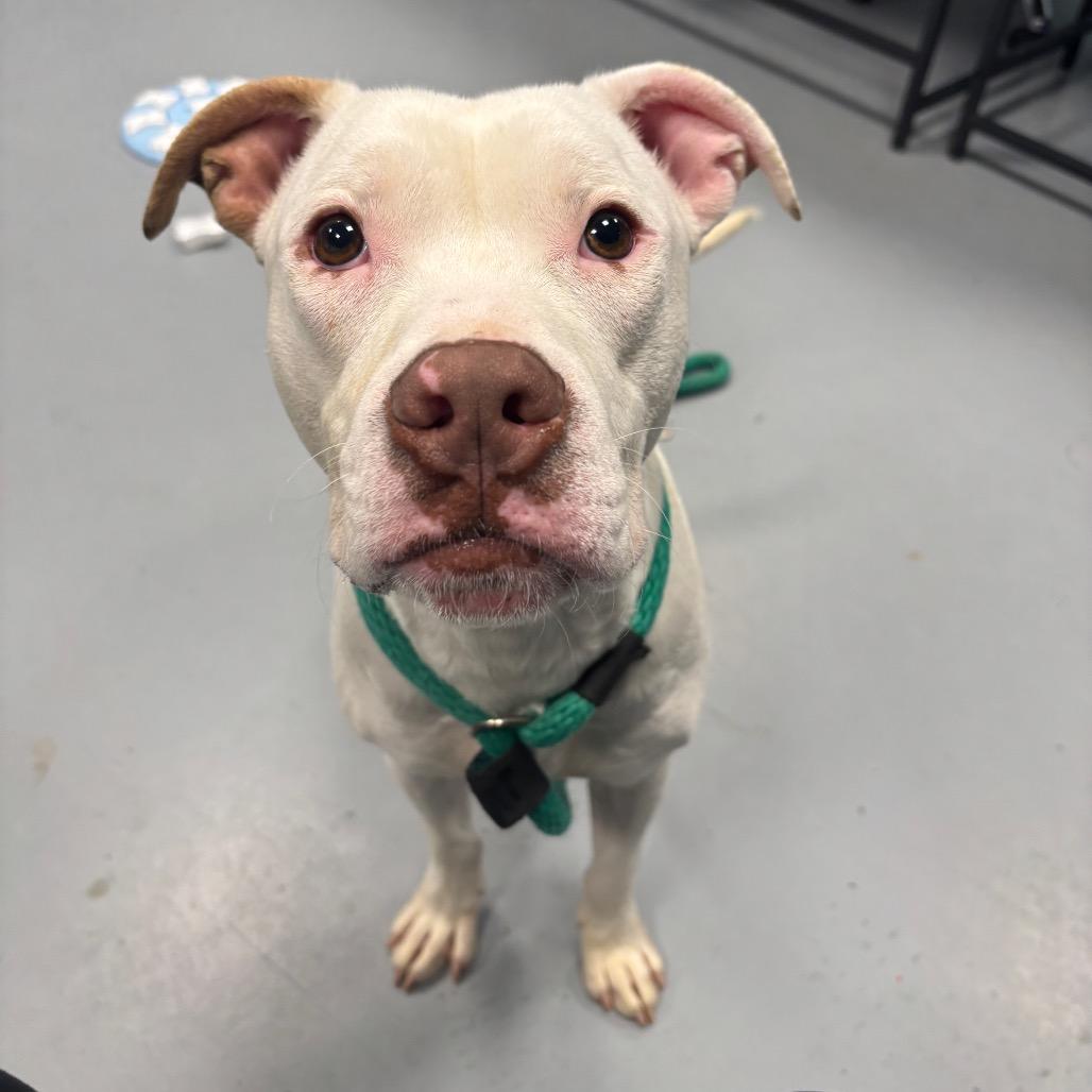 Jonsey, Adoptable, Adult Male Mixed Breed.