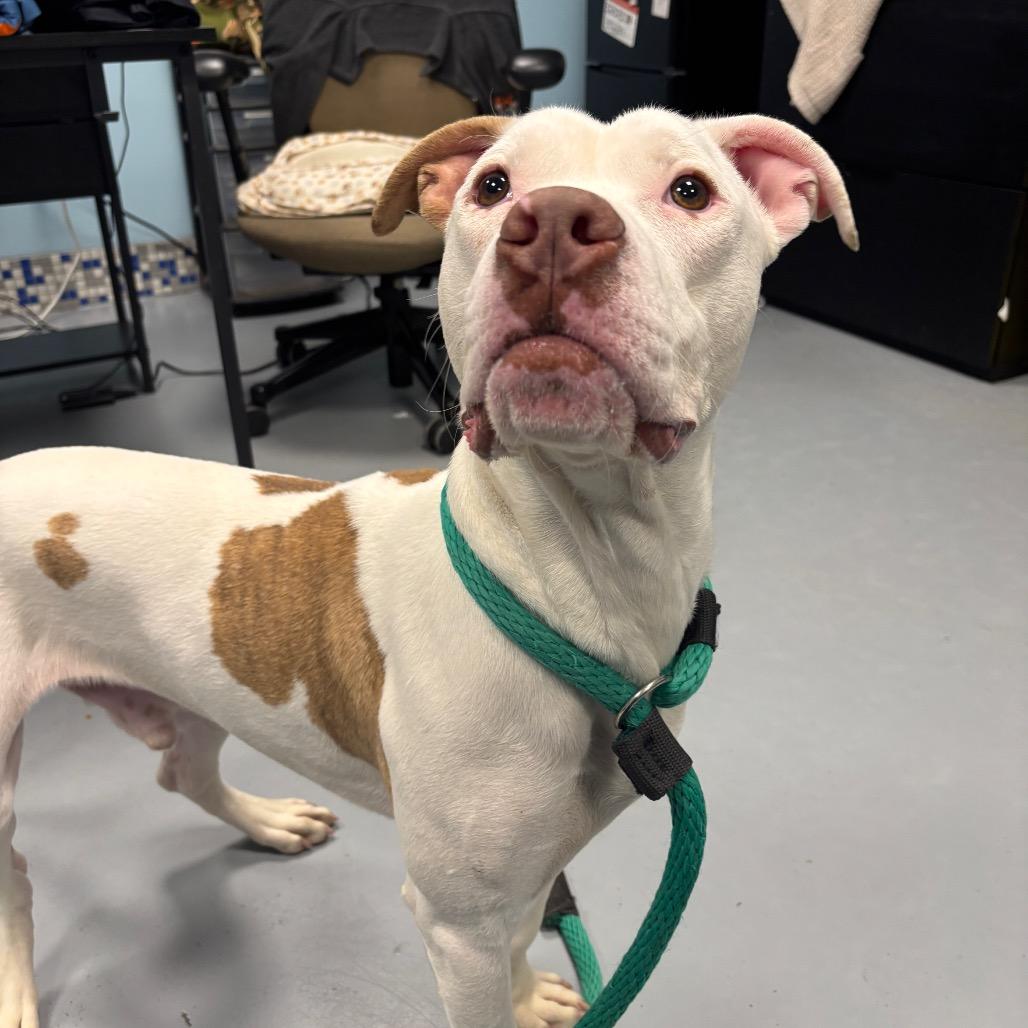 Jonsey, a Adoptable Mixed Breed in Philadelphia, PA image 2/6