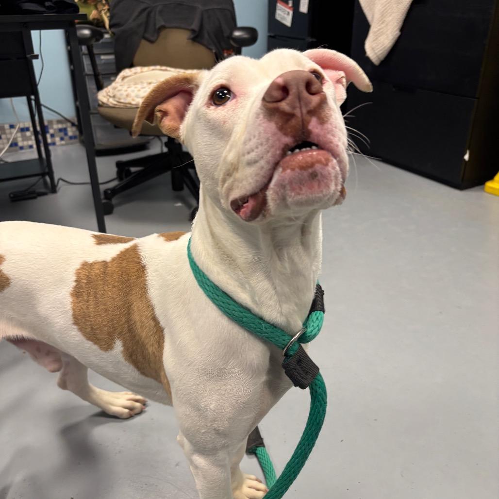 Jonsey, a Adoptable Mixed Breed in Philadelphia, PA image 3/6