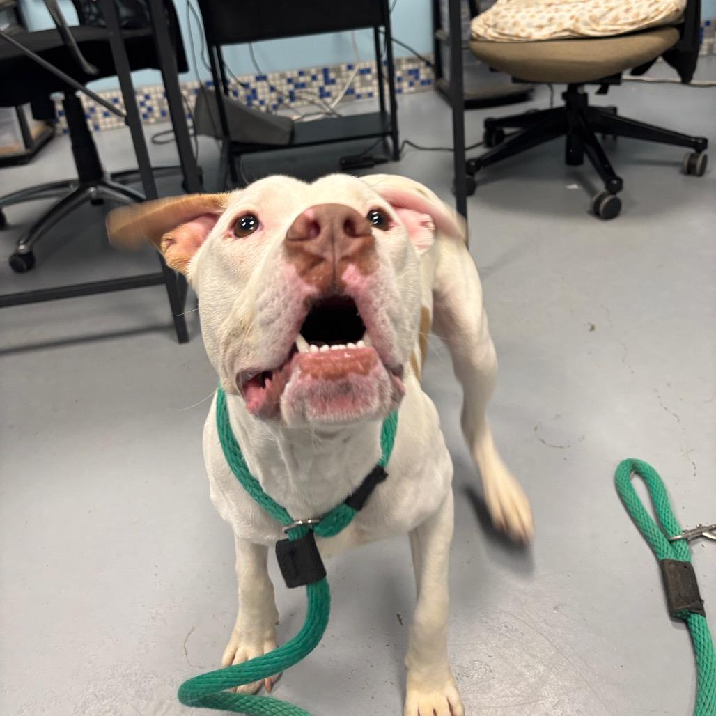 Jonsey, a Adoptable Mixed Breed in Philadelphia, PA image 4/6