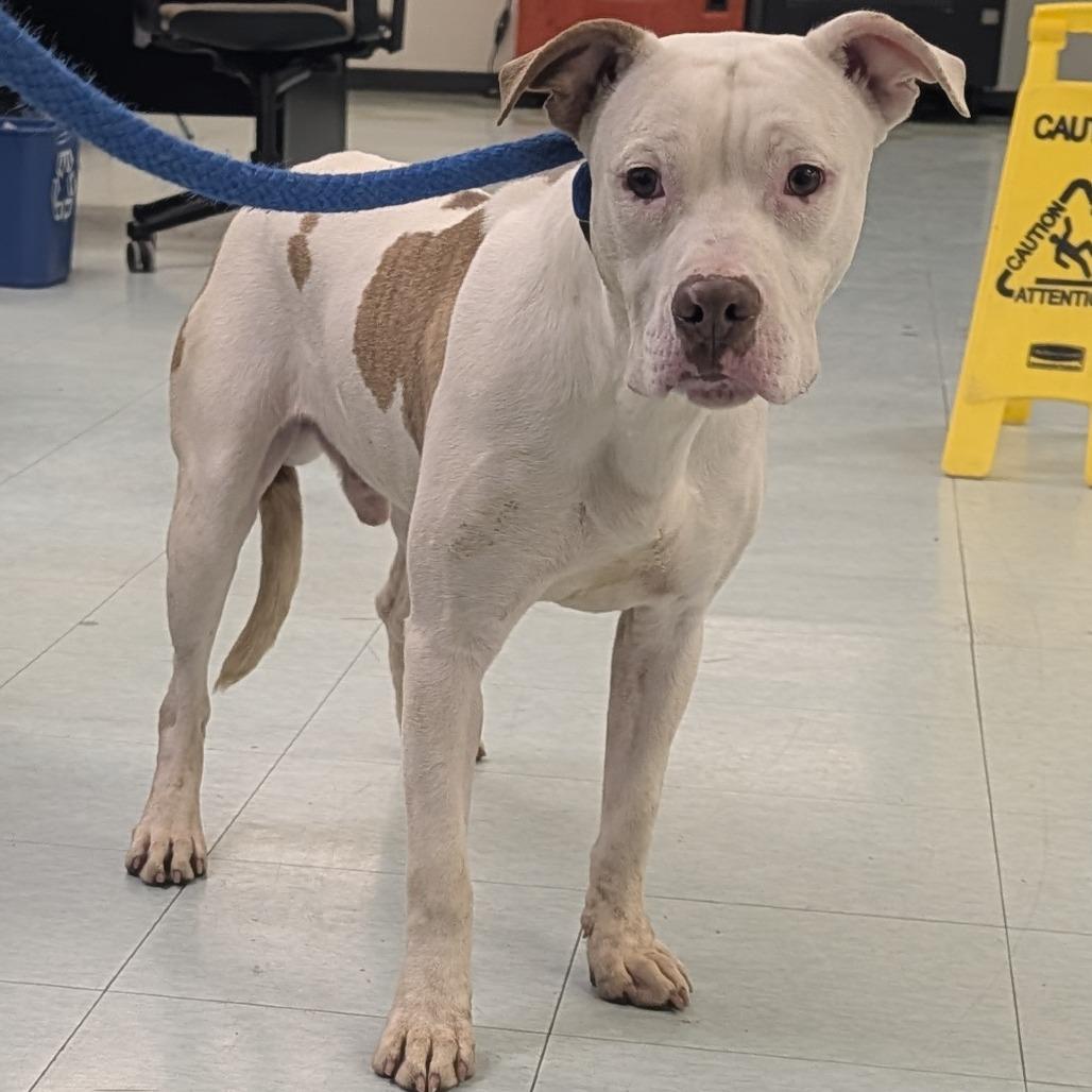 Jonsey, a Adoptable Mixed Breed in Philadelphia, PA image 5/6