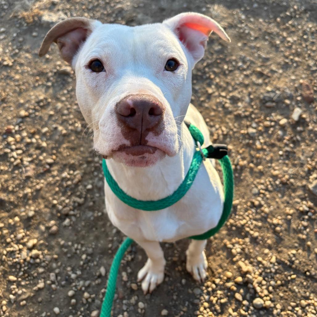 Jonsey, a Adoptable Mixed Breed in Philadelphia, PA image 6/6