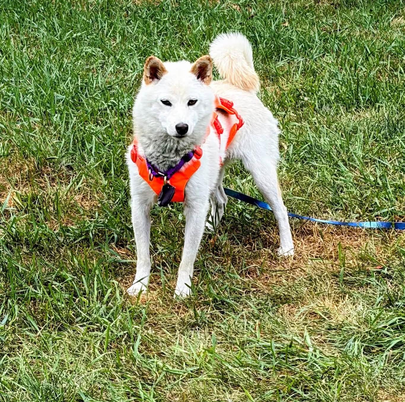 Enlarge Anna, a Adoptable Shiba Inu in Sussex, WI image 2/6