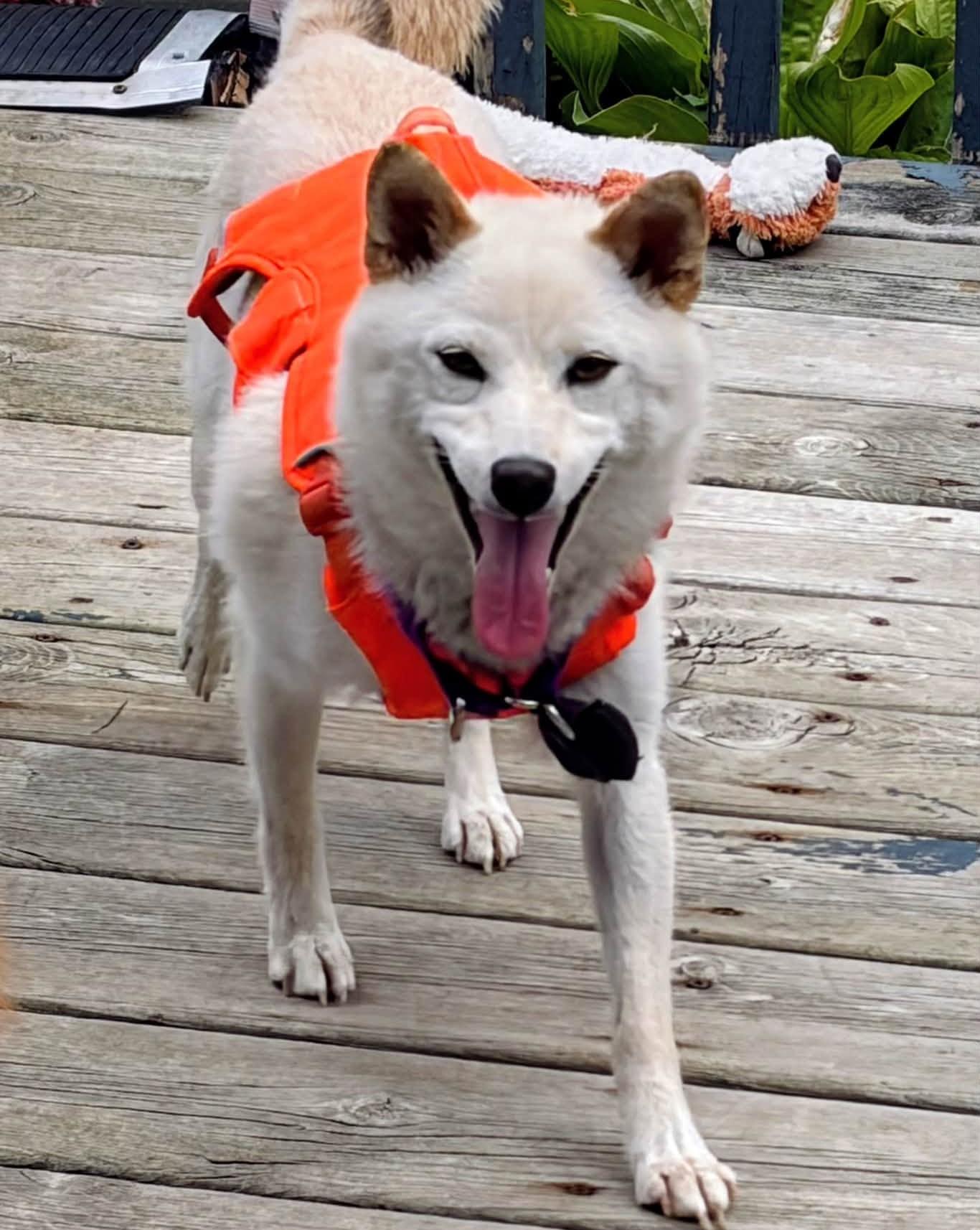 Anna, Adoptable, Adult Female Shiba Inu.