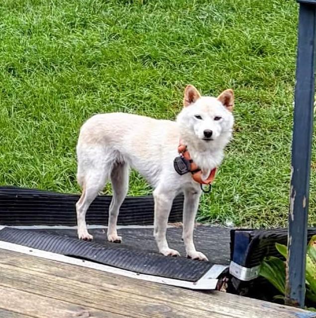 Enlarge Anna, a Adoptable Shiba Inu in Sussex, WI image 6/6