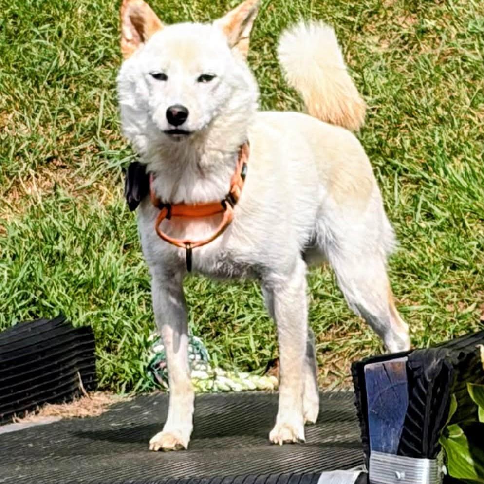 Enlarge Anna, a Adoptable Shiba Inu in Sussex, WI image 5/6