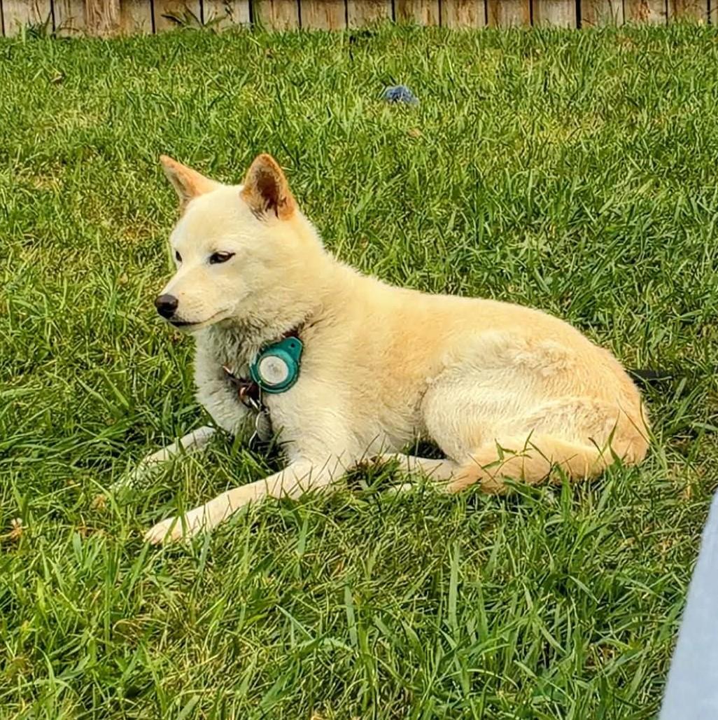 Enlarge Anna, a Adoptable Shiba Inu in Sussex, WI image 4/6