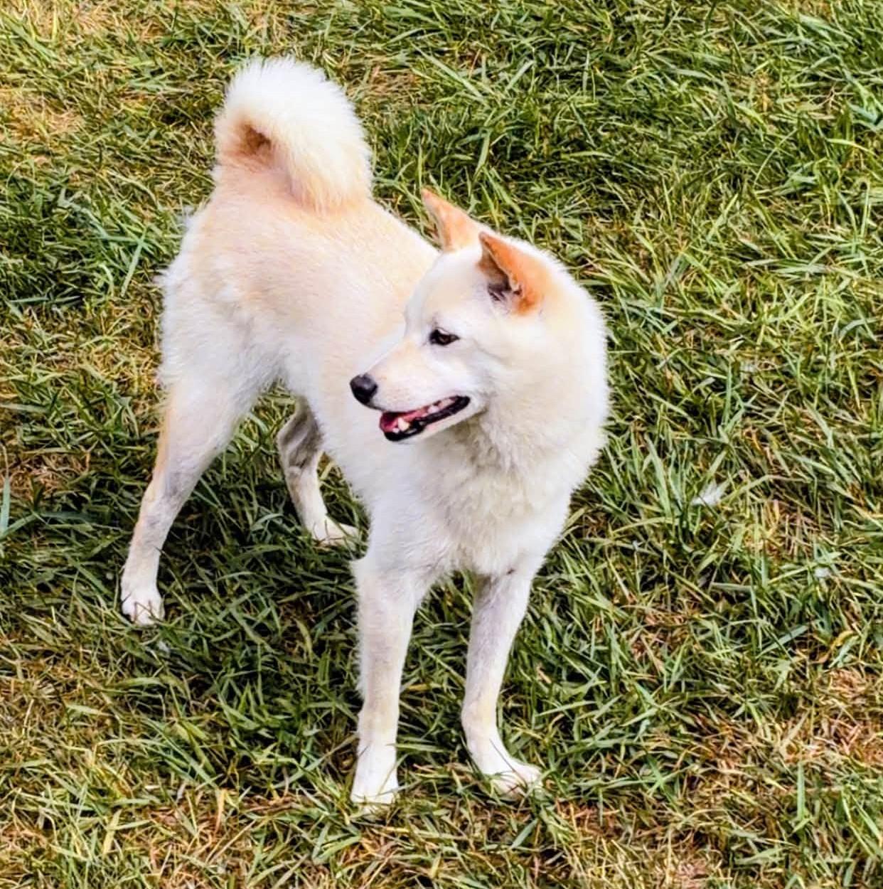 Enlarge Anna, a Adoptable Shiba Inu in Sussex, WI image 3/6