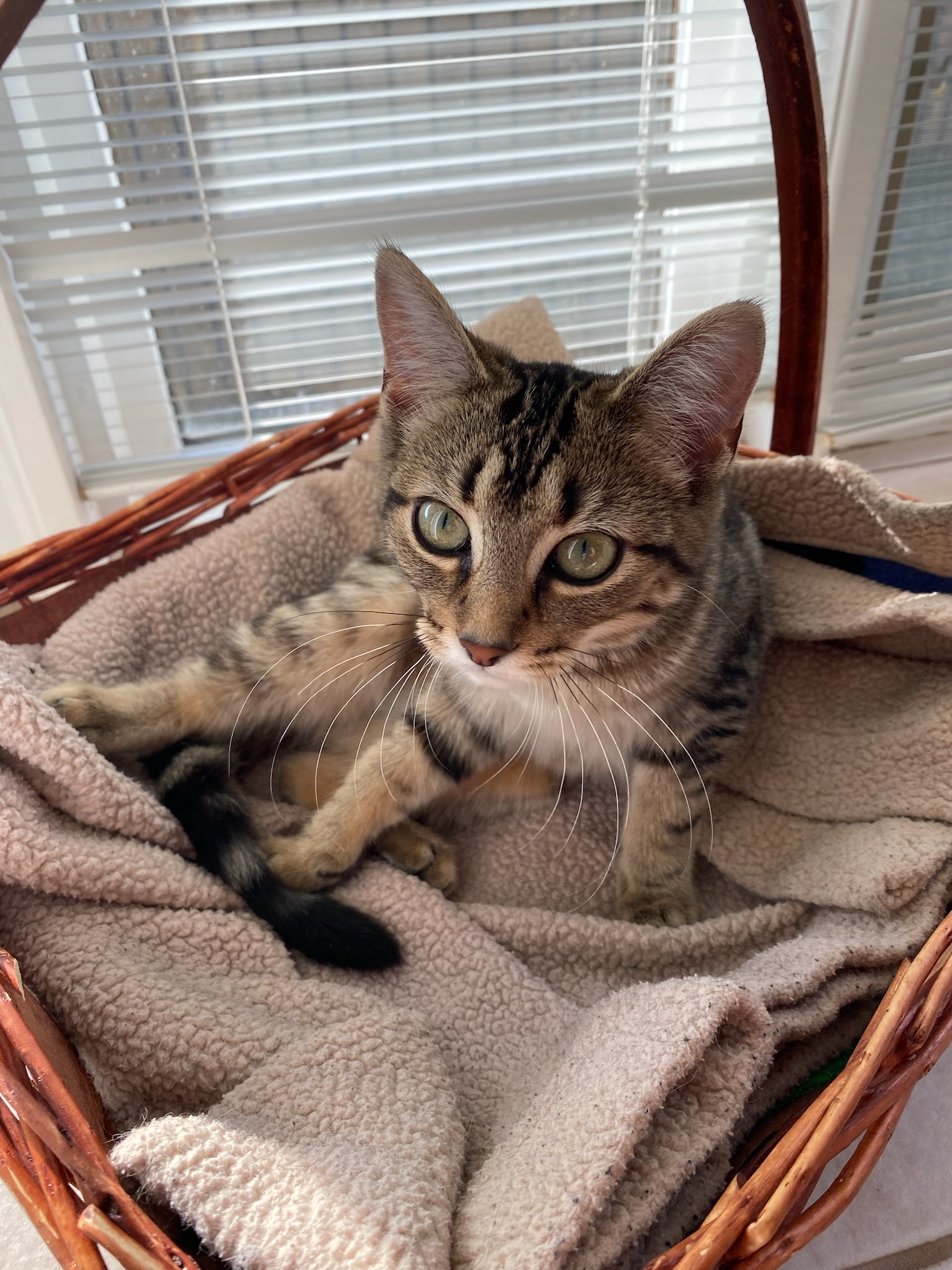Cat for adoption Ember & Echo, a Domestic Short Hair in Brantford, ON