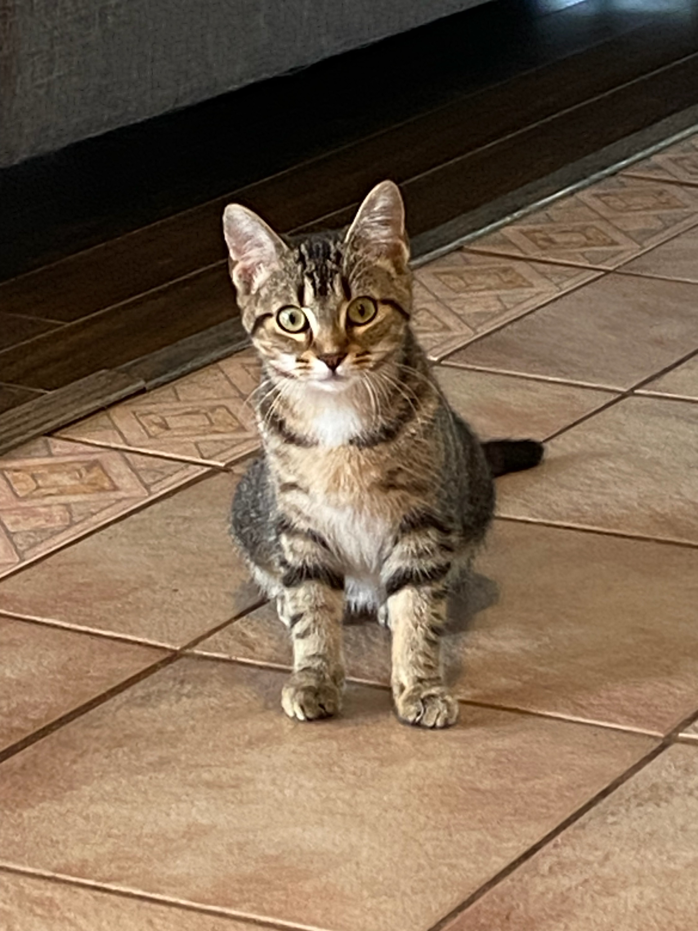 Cat for adoption Ember & Echo, a Domestic Short Hair in Brantford, ON