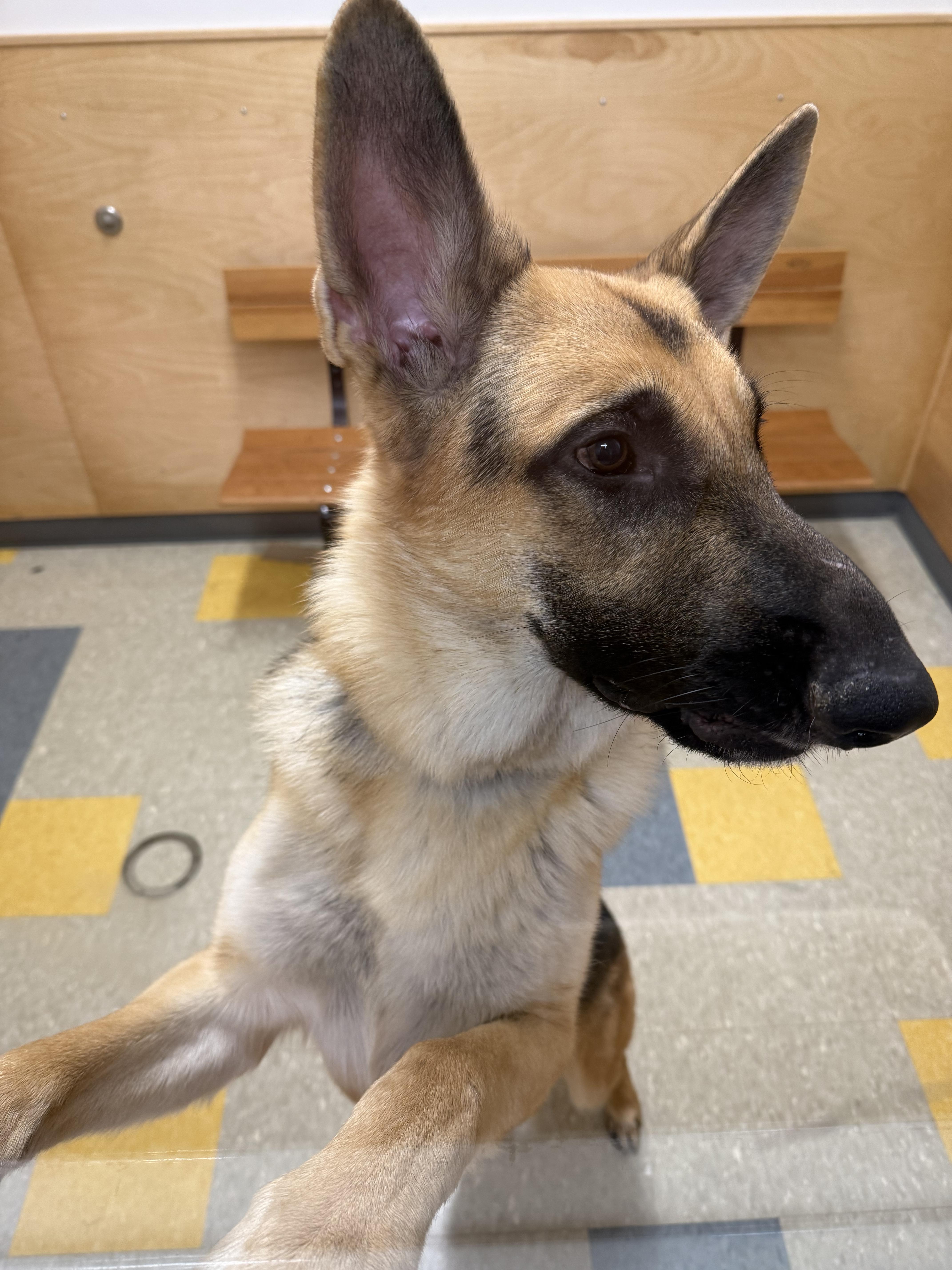 Snoop, adopted, Adult Male German Shepherd Dog.