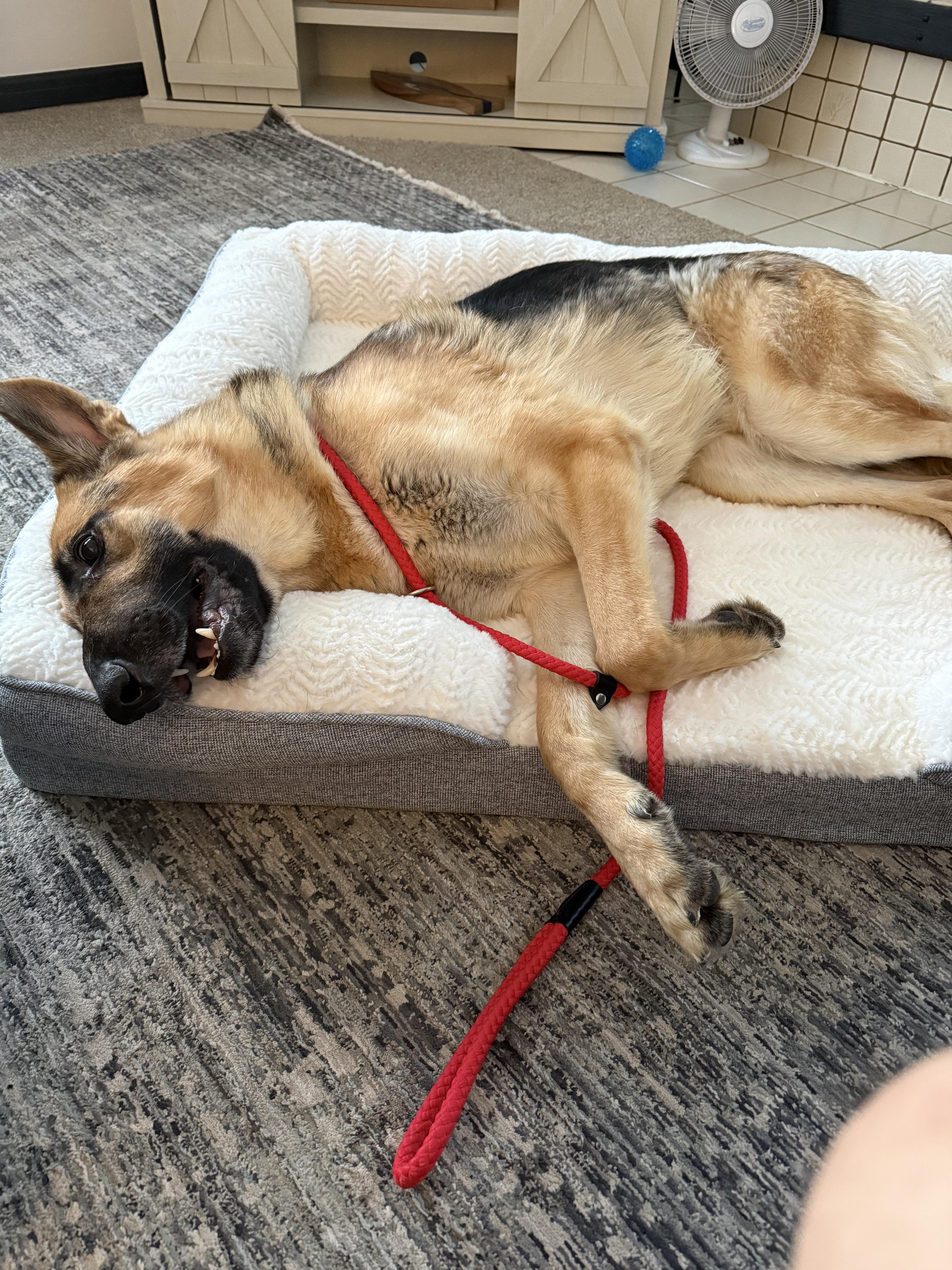 Enlarge Snoop, an adopted German Shepherd Dog in Attica, MI image 2/2