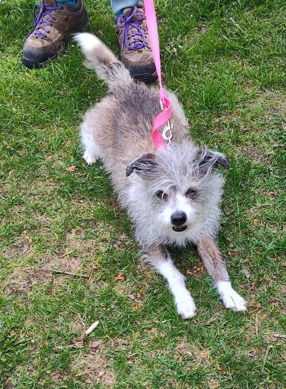 Poncho, Adoptable, Adult Male Jack Russell Terrier.