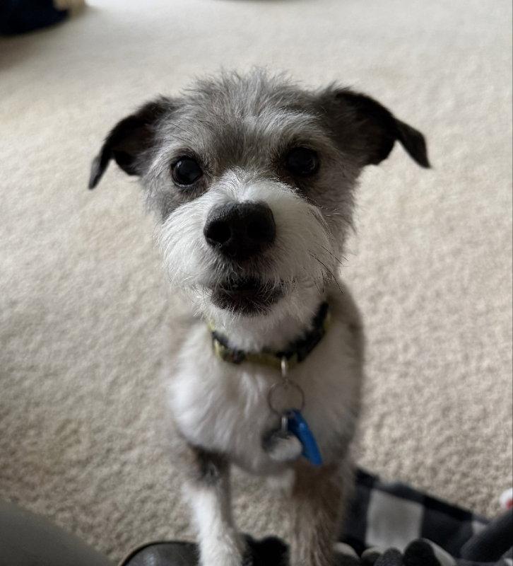 Enlarge Poncho, a Adoptable Jack Russell Terrier in Mukwonago, WI image 2/3