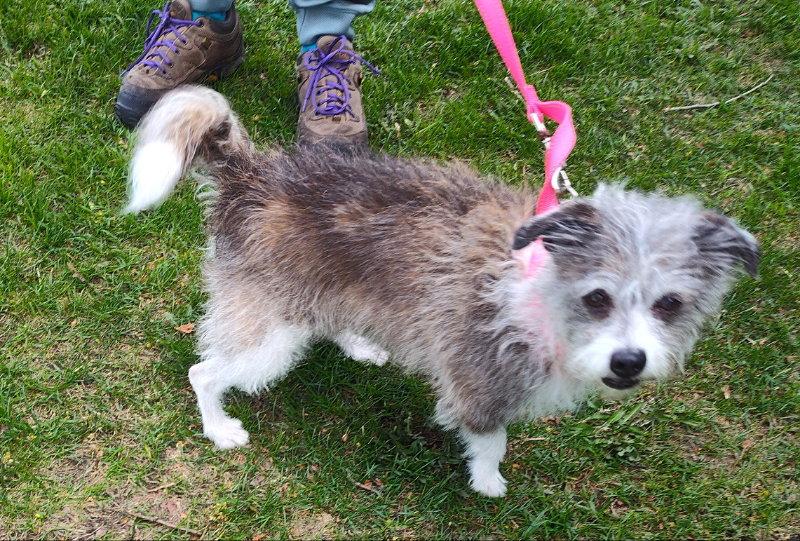 Enlarge Poncho, a Adoptable Jack Russell Terrier in Mukwonago, WI image 3/3