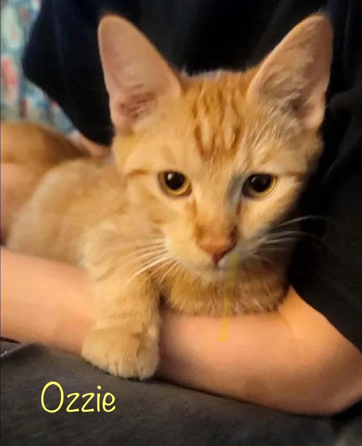 Ozzie, Adoptable, Kitten Male Domestic Short Hair.