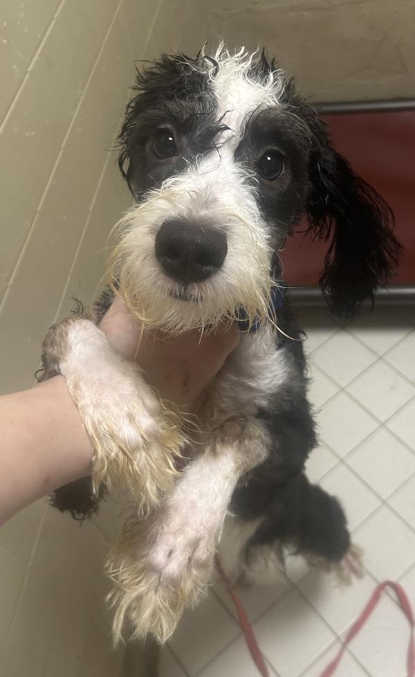 Enlarge Zeppole, a Adoptable mixed breed in Oakland, NJ image 1/1