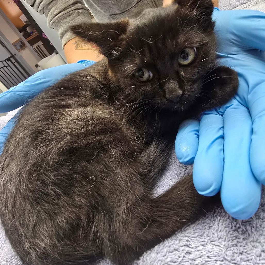 Enlarge Maddie, a Adoptable Domestic Short Hair in Fort Bragg, CA image 1/1