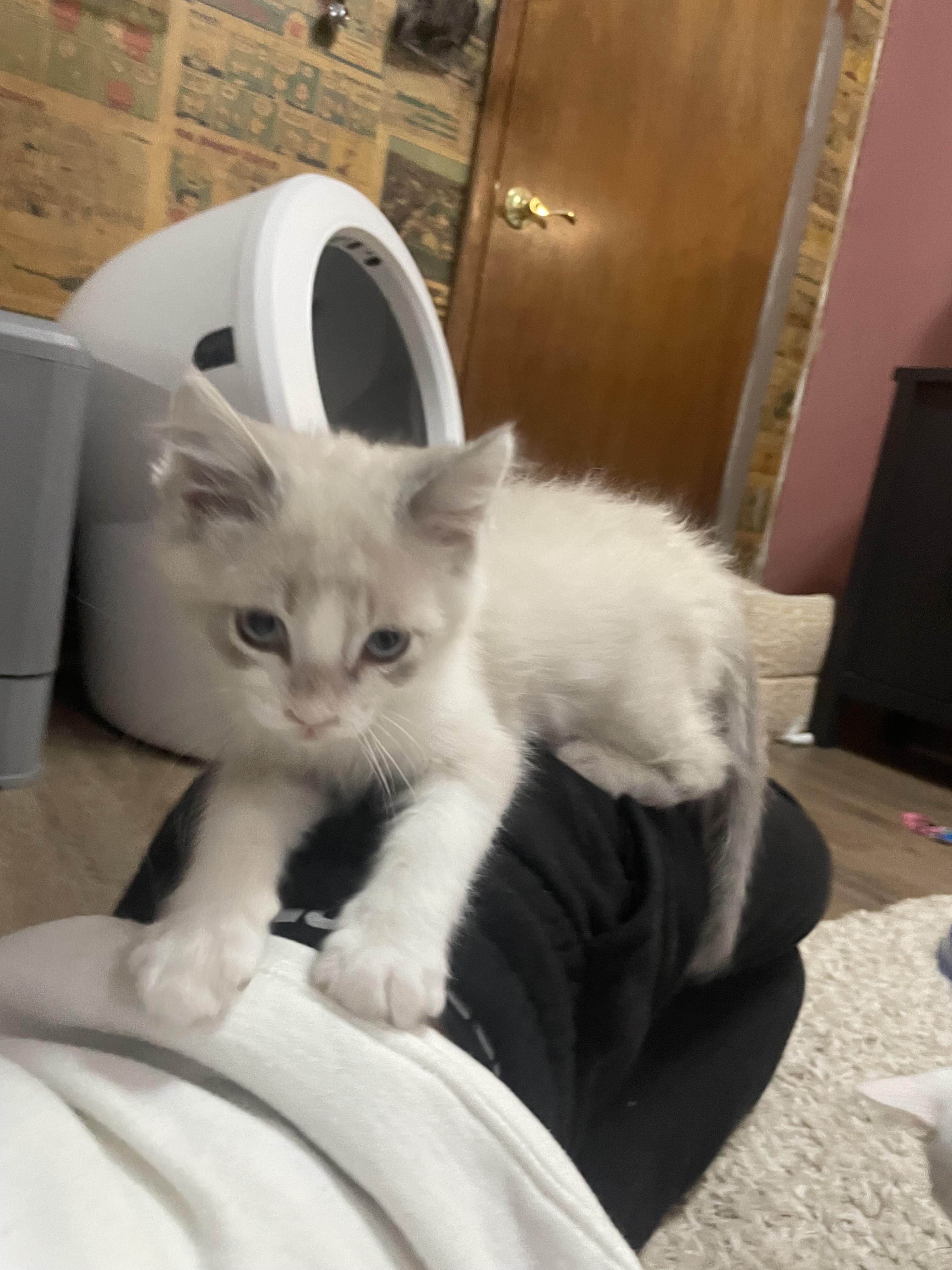 Toast, Adoptable, Kitten Male American Shorthair.