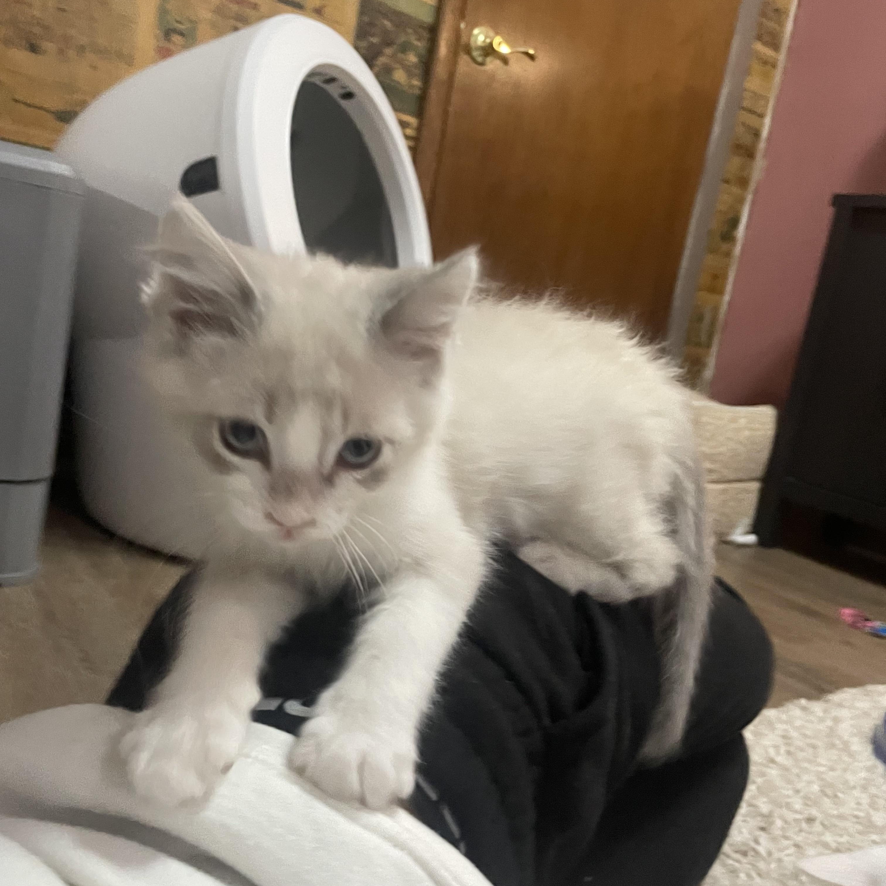 Enlarge Toast, a Adoptable mixed breed in Ellington, MO image 3/5