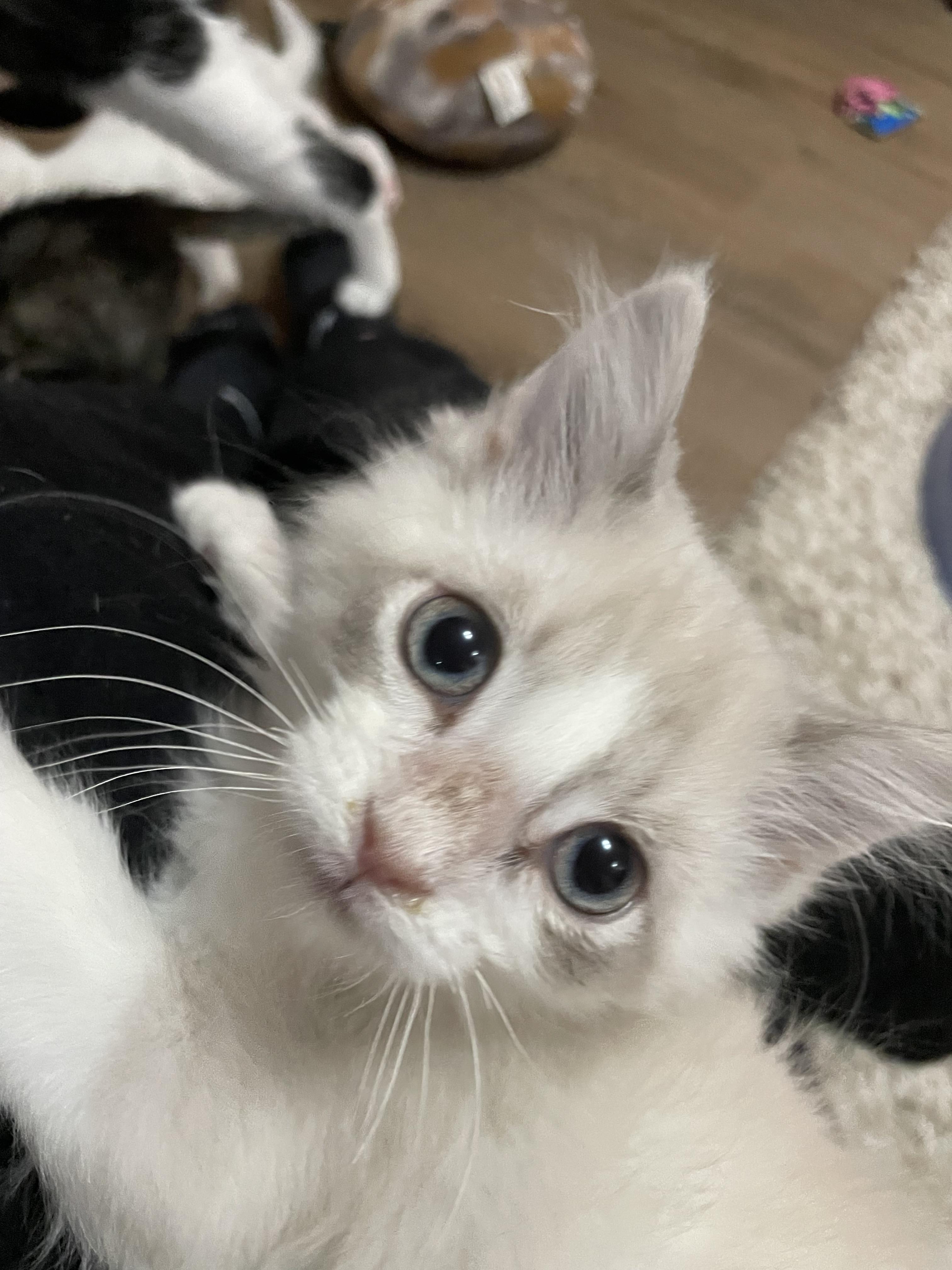 Enlarge Toast, a Adoptable mixed breed in Ellington, MO image 2/4