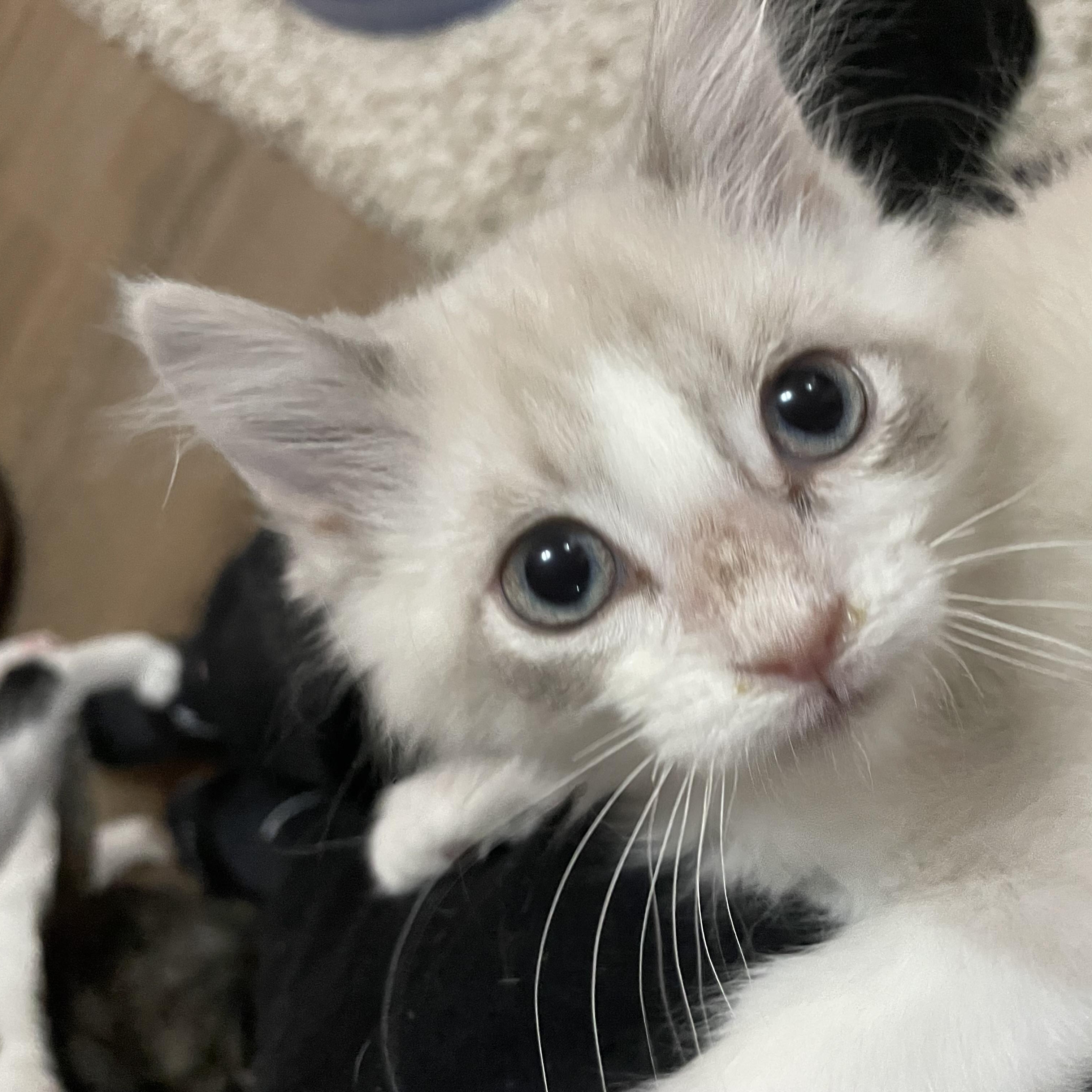 Enlarge Toast, a Adoptable mixed breed in Ellington, MO image 4/5