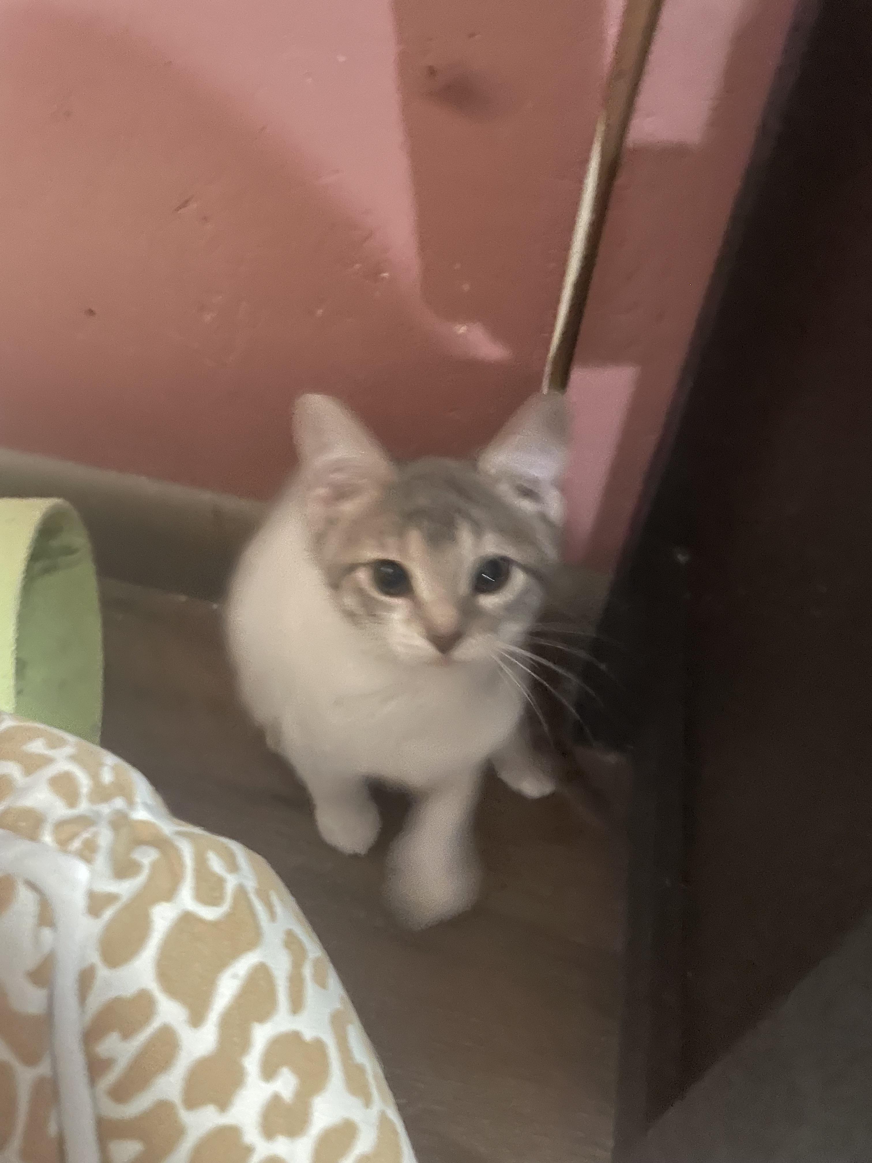 Enlarge Toast, a Adoptable mixed breed in Ellington, MO image 3/4