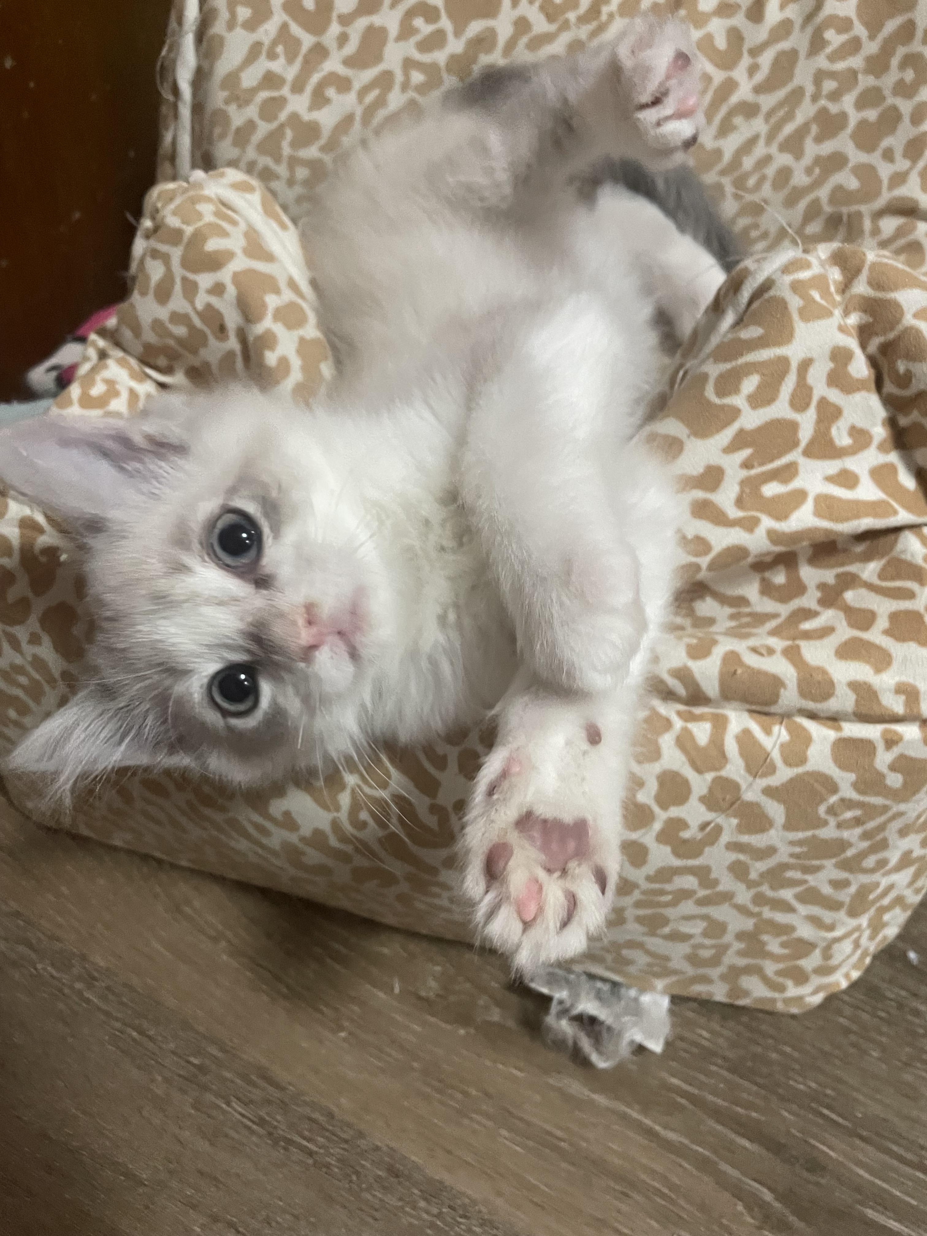 Enlarge Toast, a Adoptable mixed breed in Ellington, MO image 4/4