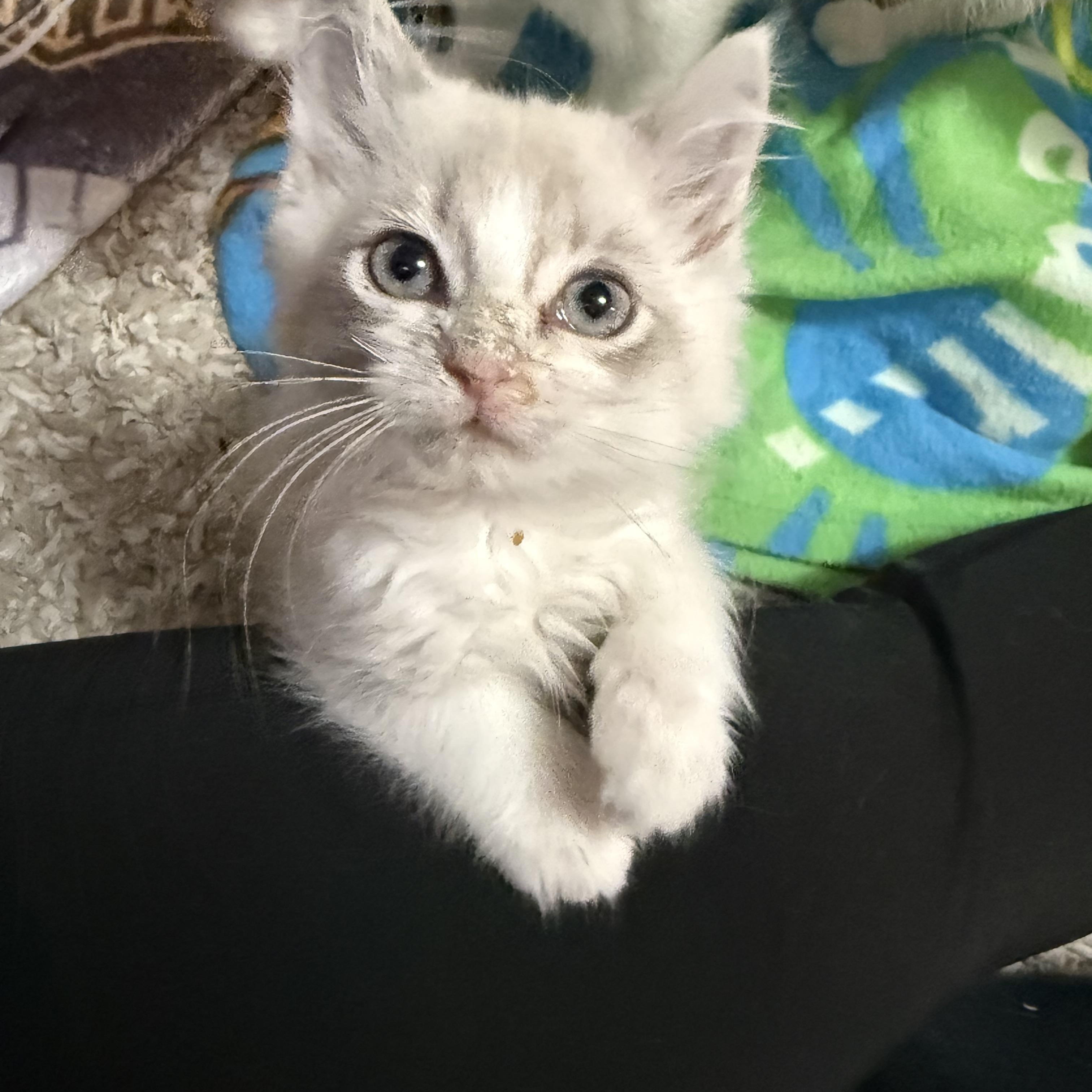 Toast, Adoptable, Kitten Male Snowshoe.