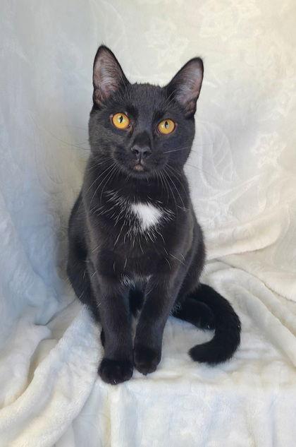 Enlarge 6736 (Jude), a Adoptable Domestic Short Hair in Lake City, MI image 1/1