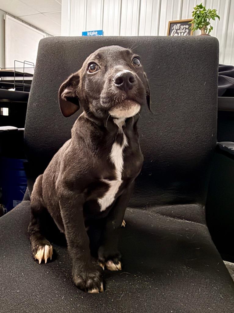 Enlarge NP 8, a Adoptable mixed breed in Muskegon, MI image 2/2
