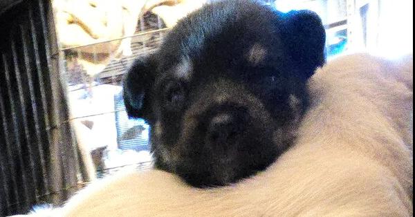 Black Noir, Adopted, Puppy Male Maltese & Chihuahua.