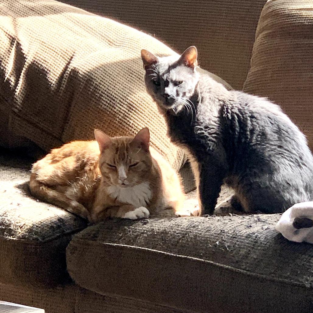 Enlarge Toby, a Adoptable Domestic Short Hair in PITTSBURGH, PA image 1/1