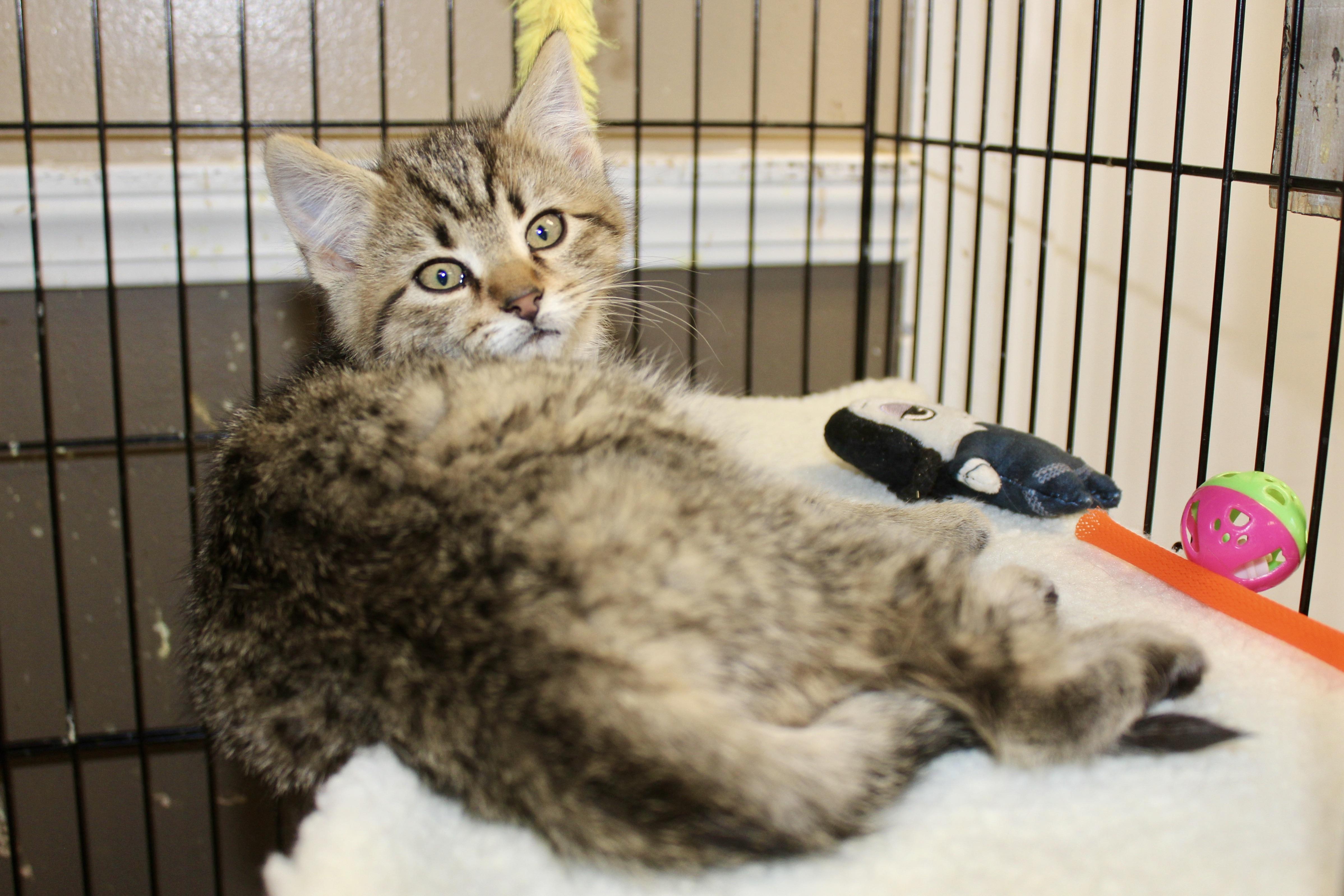 BROWNIE, adopted, Kitten Male Domestic Short Hair & Tabby.