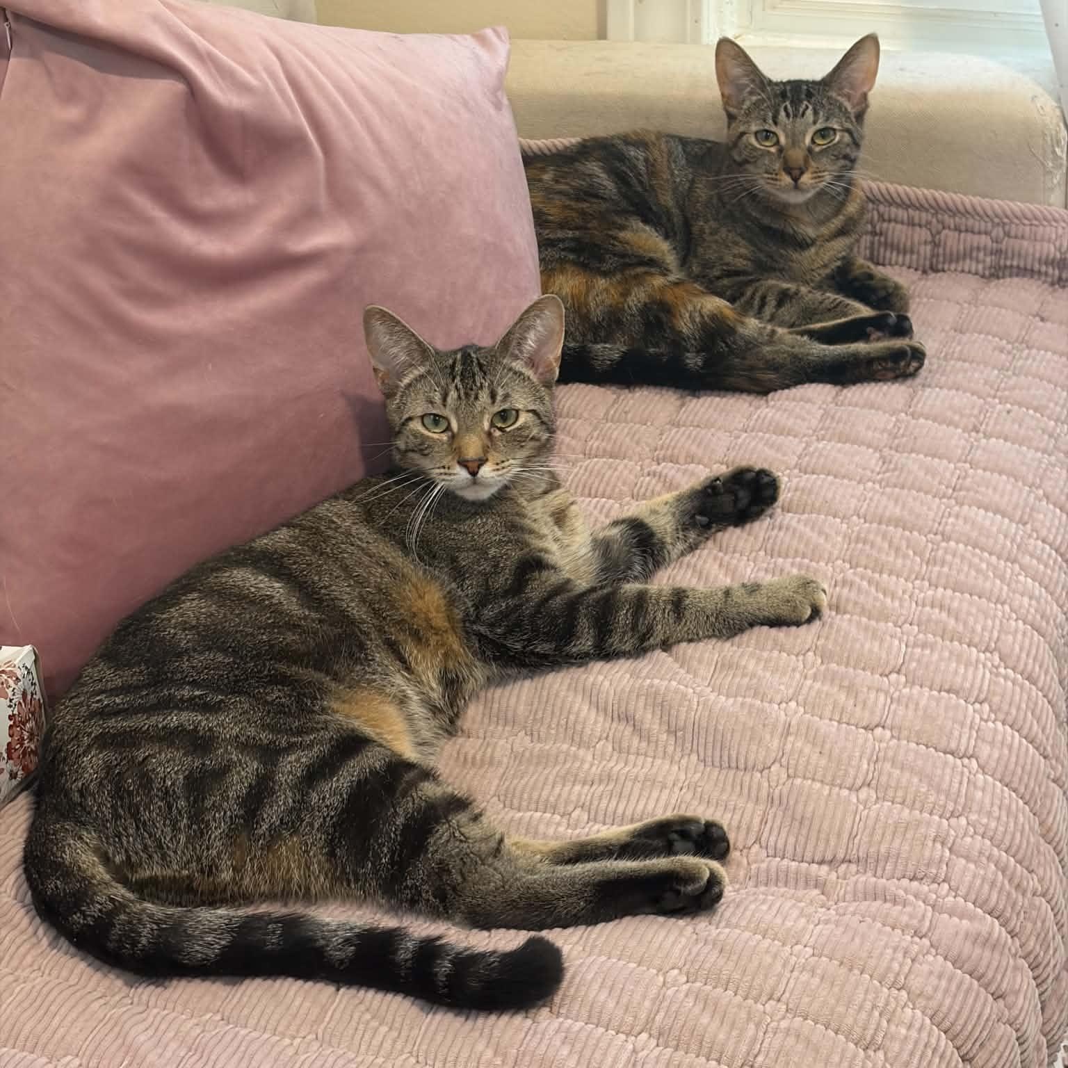 Laura & Natalie, ADOPTABLE, Young Female Domestic Short Hair.