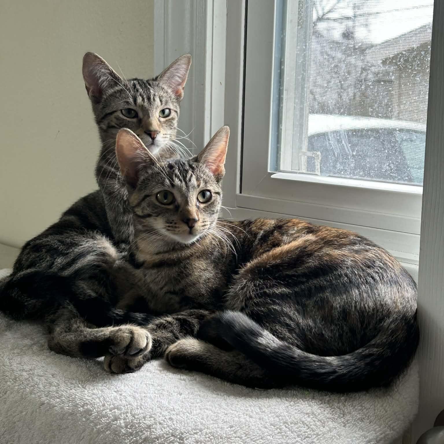 Enlarge Laura & Natalie, a ADOPTABLE Domestic Short Hair in Royal Oak, MI image 3/6