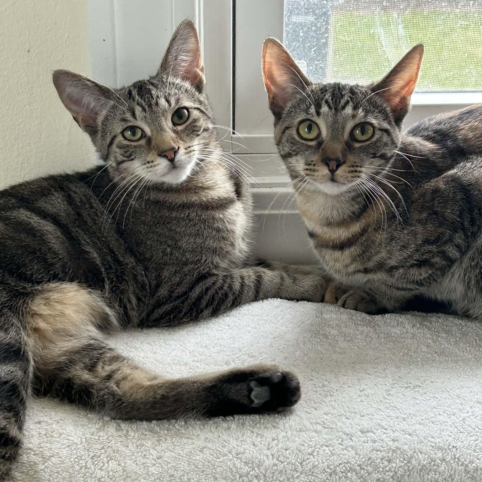 Enlarge Laura & Natalie, a ADOPTABLE Domestic Short Hair in Royal Oak, MI image 5/6