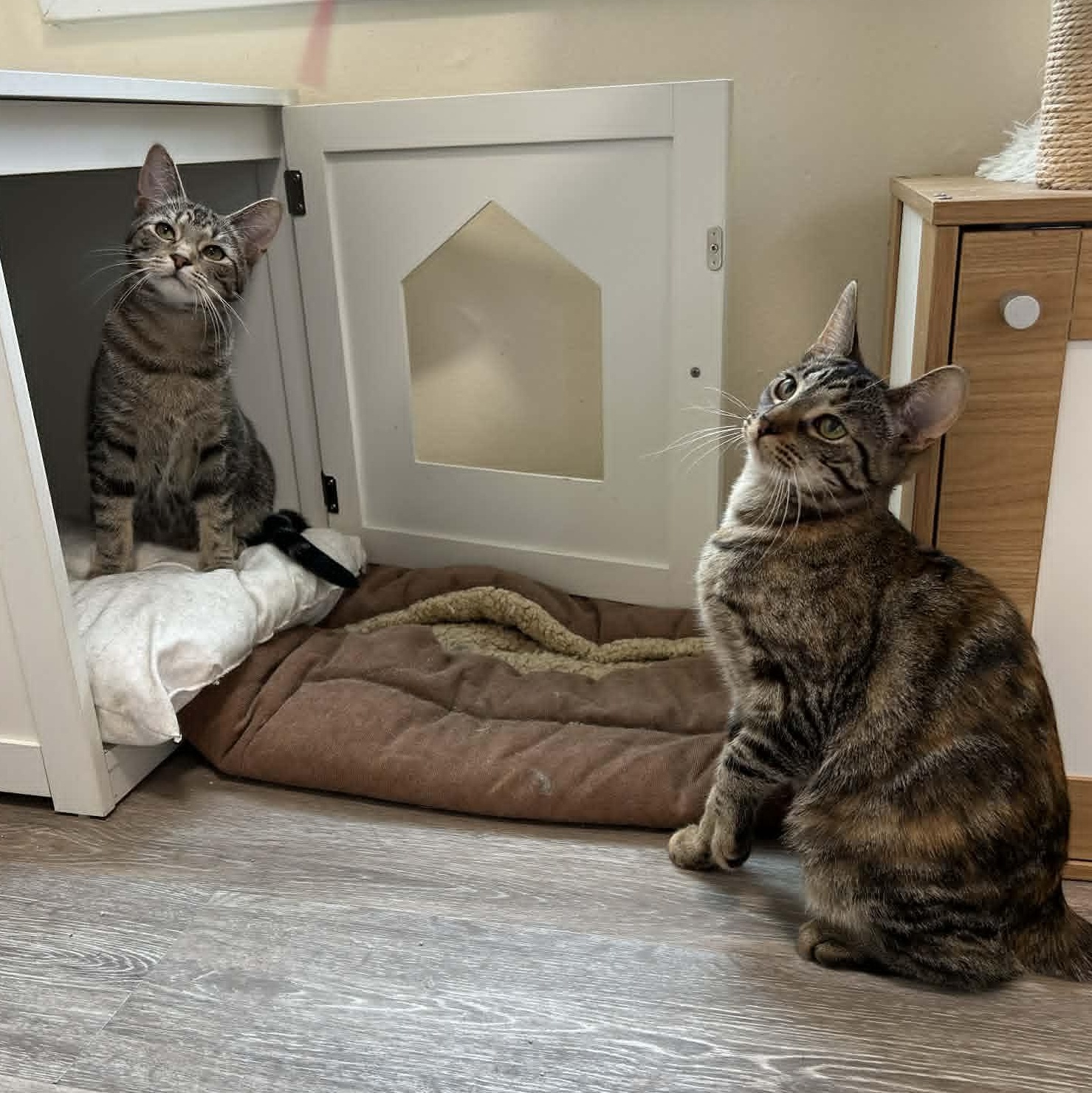 Enlarge Laura & Natalie, a ADOPTABLE Domestic Short Hair in Royal Oak, MI image 4/6