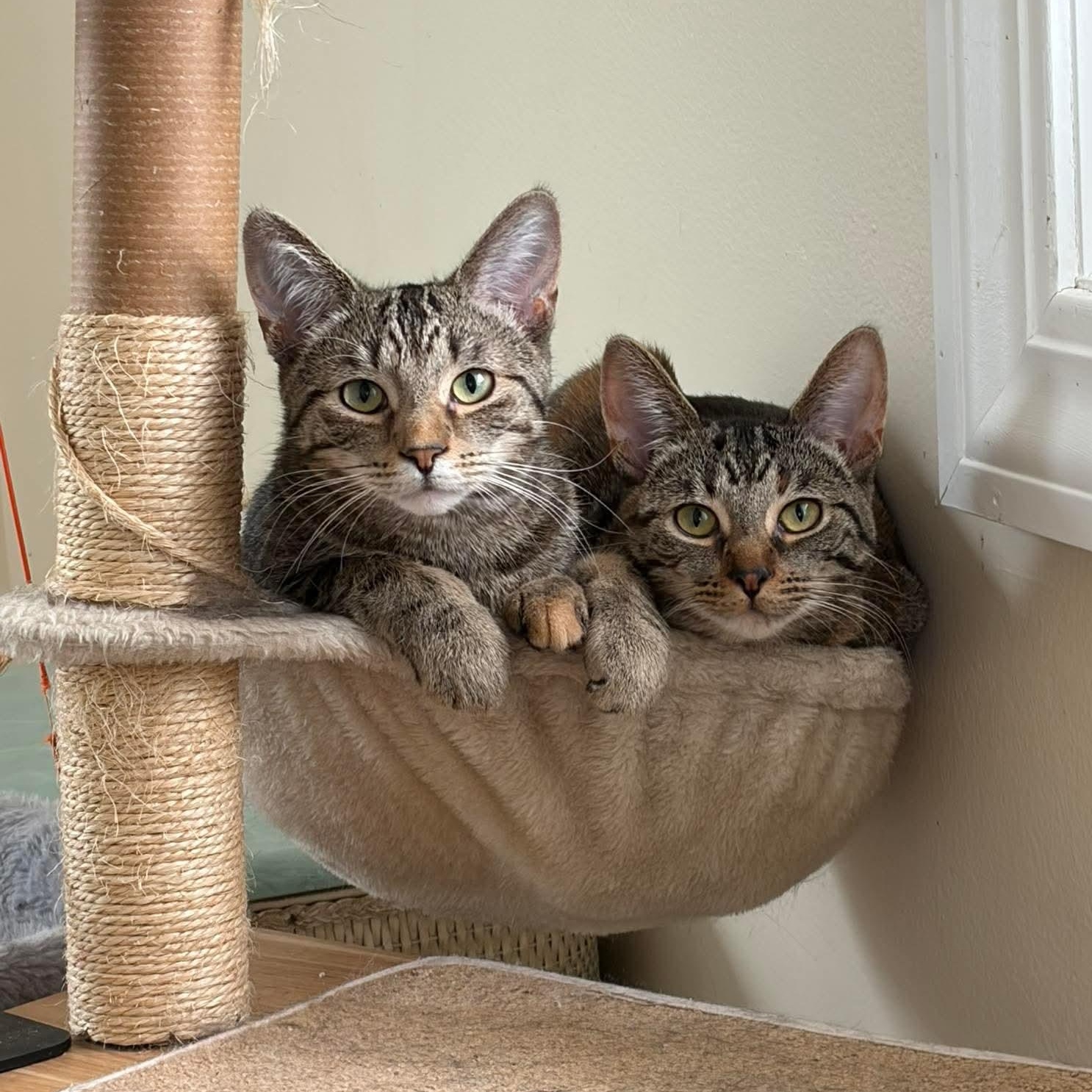 Enlarge Laura & Natalie, a ADOPTABLE Domestic Short Hair in Royal Oak, MI image 1/6