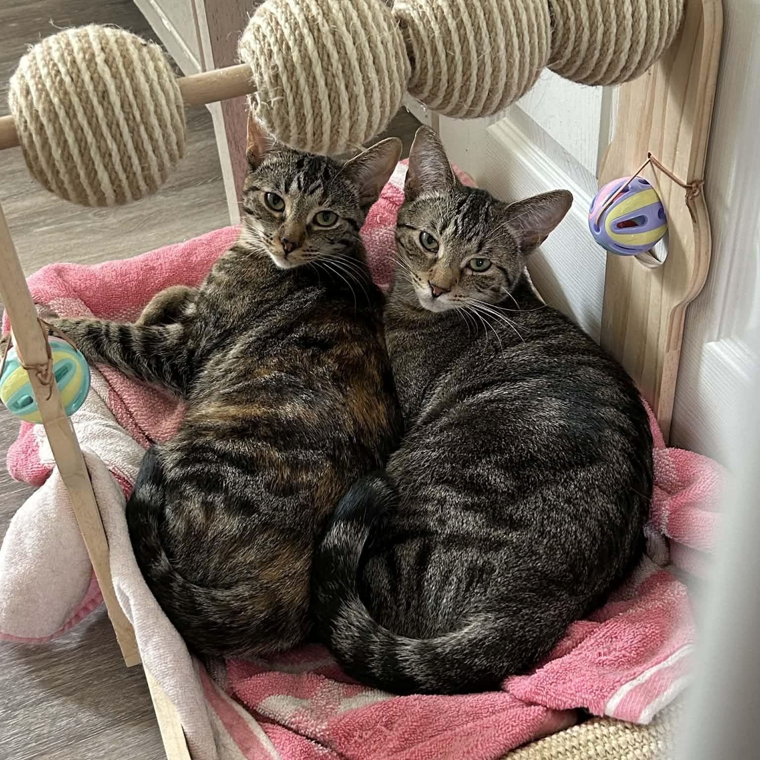 Enlarge Laura & Natalie, a ADOPTABLE Domestic Short Hair in Royal Oak, MI image 2/6
