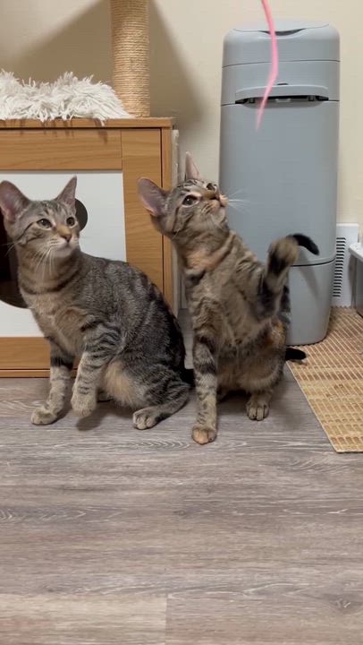 Enlarge Laura & Natalie, a ADOPTABLE Domestic Short Hair in Royal Oak, MI video 6/6
