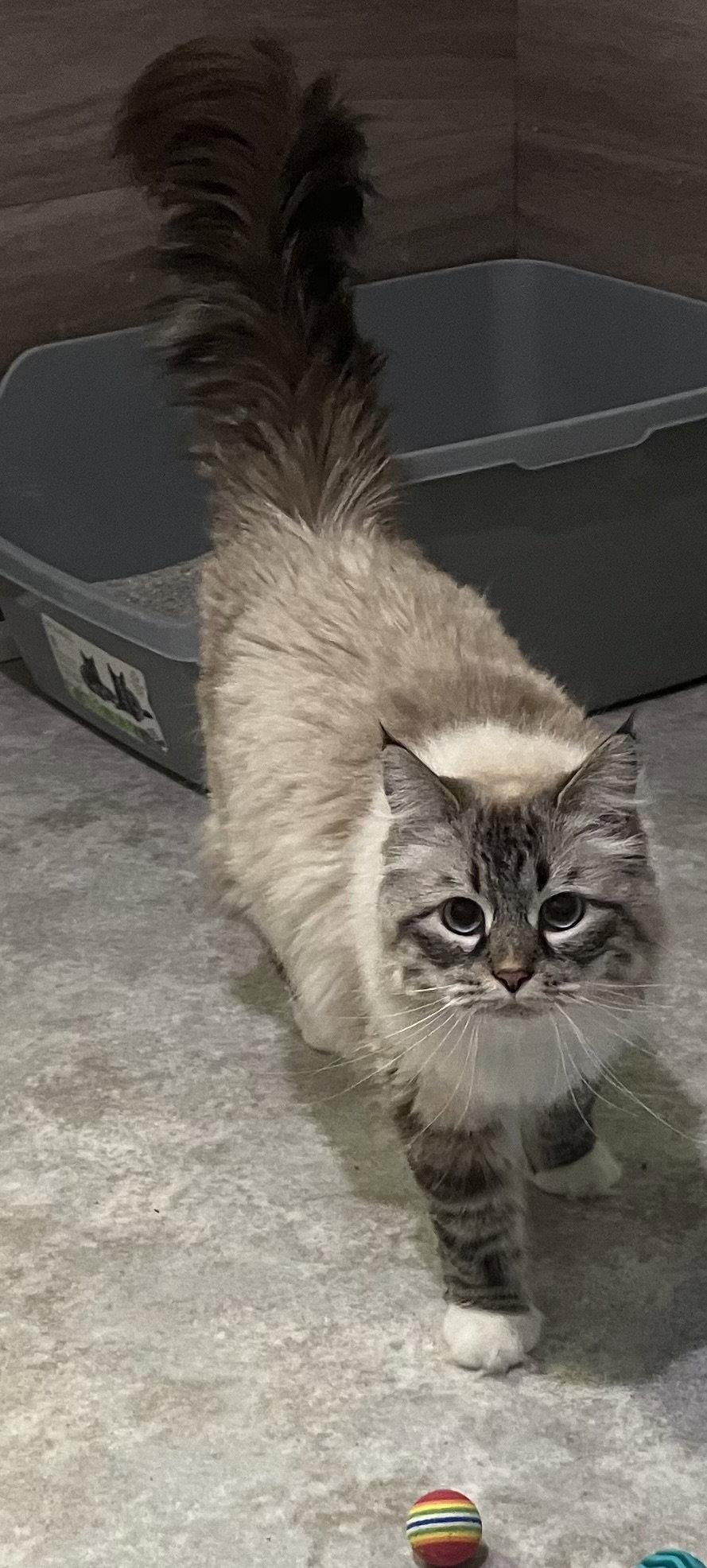 Uli now in foster care, Adopted, Adult Female Siberian.