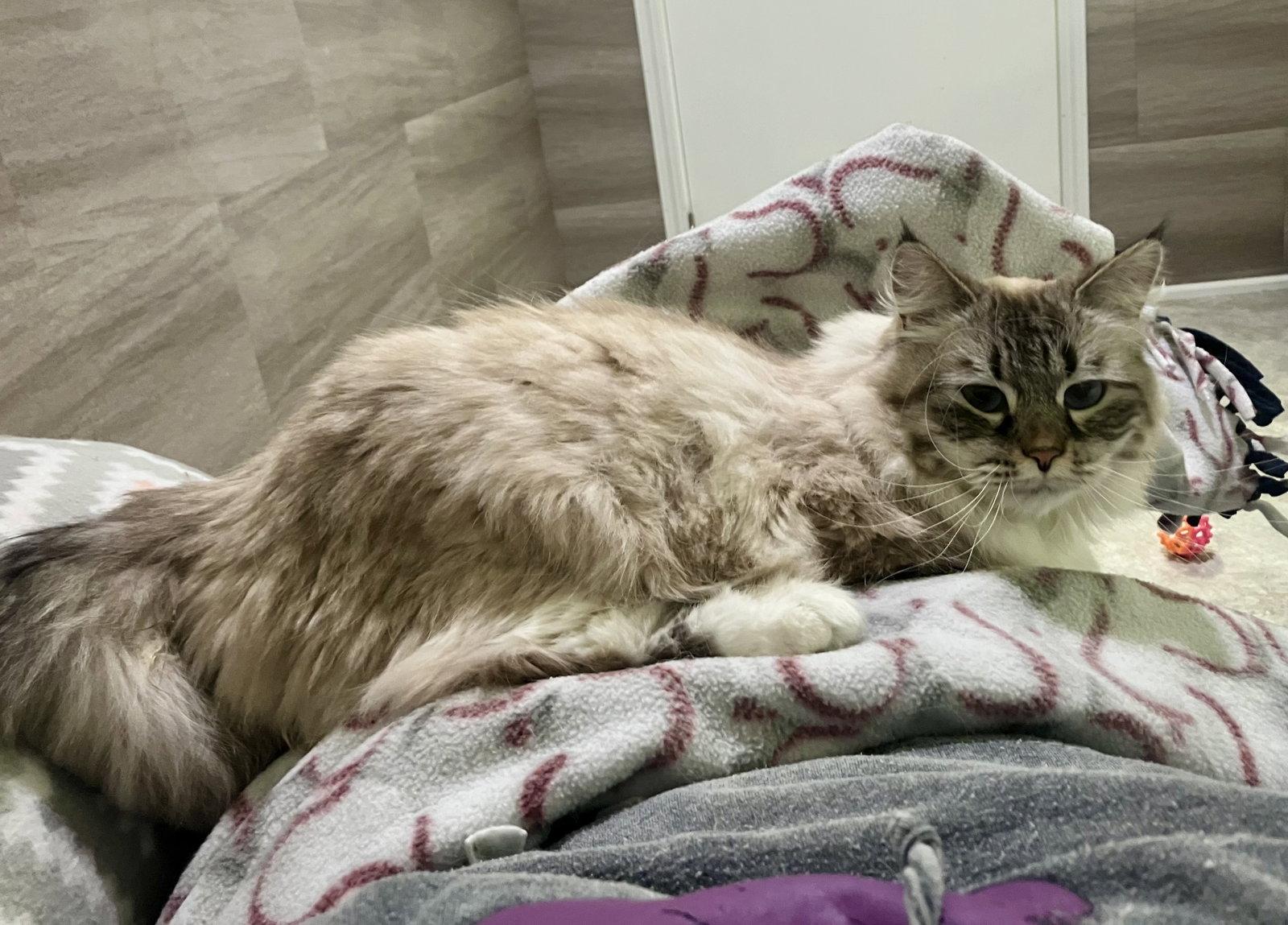 Uli now in foster care, a Adopted Siberian in Mitchell, SD image 2/2