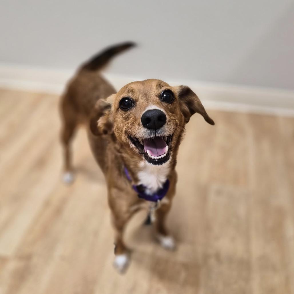 Chicory, a Adoptable mixed breed in Woodstock, IL image 1/3